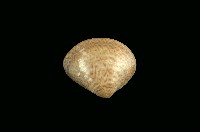 藏品(普通文蛤)的圖片